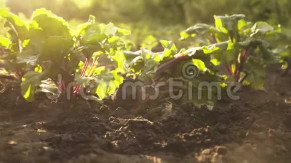 在日落光线下农场的一堆有机甜菜夏季收获视频的预览图
