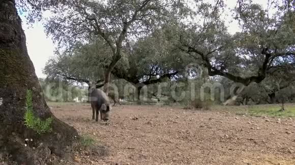 4黑伊比利亚猪在埃斯特雷马杜拉草原的橡树上放牧视频的预览图