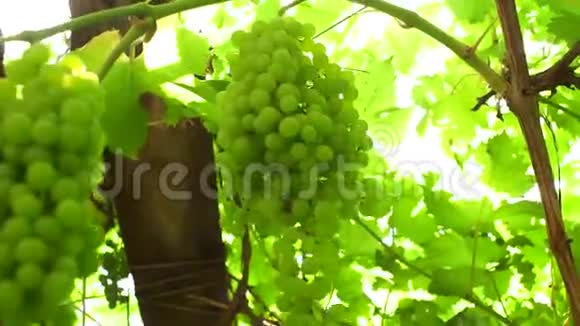 有机果枝条上的绿色葡萄视频的预览图