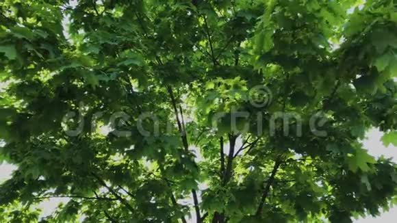 绿叶和树枝在阳光下视频的预览图