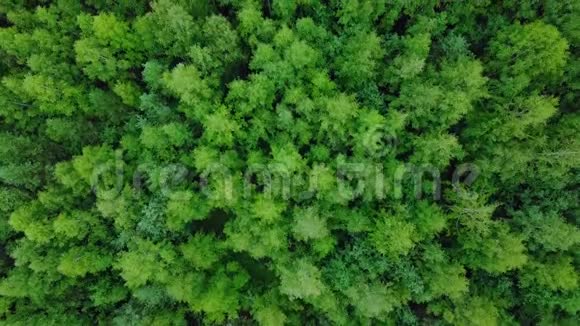 无地平线的常绿针叶林从上图可以看到空中俯视视频的预览图