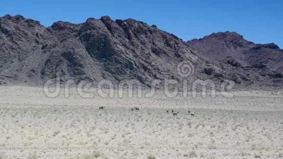 双峰驼戈壁沙漠视频的预览图