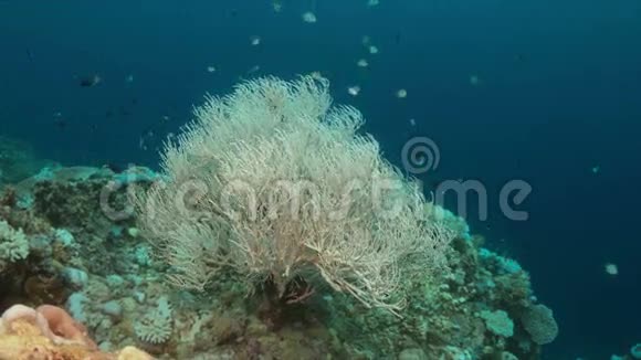 珊瑚漂白视频的预览图