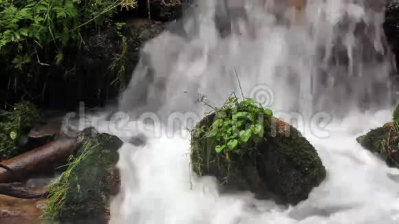 森林溪流瀑布被植被包围视频的预览图