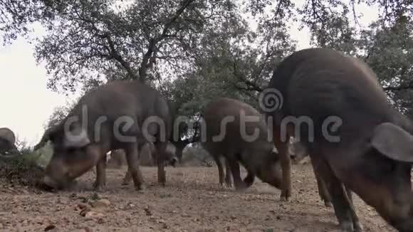 4K黑伊比利亚猪在西班牙草原的橡树上放牧视频的预览图