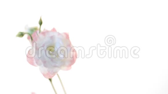 白色上分离出美丽的粉红色花视频的预览图