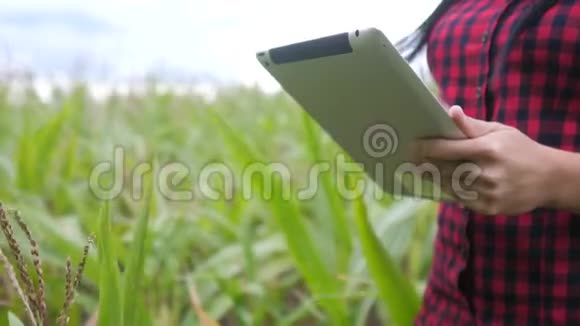 智慧生态农业养殖理念农民女孩植物研究人员在检查玉米时使用并触摸平板电脑视频的预览图