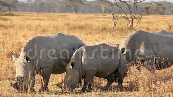 纳库鲁公园的白犀牛视频的预览图