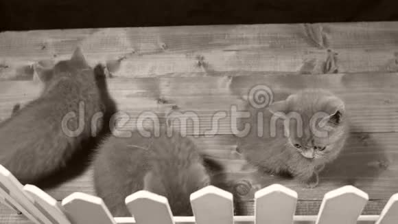 小猫在木栅栏附近玩耍视频的预览图