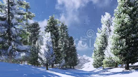 阳光明媚的一天群山中的雪松林视频的预览图