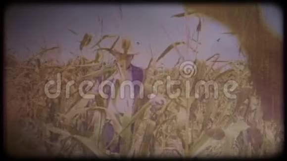 玉米地里的农民一位戴着草帽和背心的老人走过一片玉米地检查收成视频的预览图