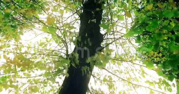 森林树木的剪影和绿春夏叶视频的预览图