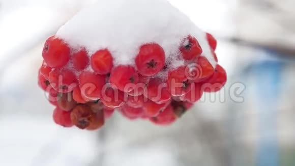 第一个雪冬覆盖着罗湾的红束分支视频的预览图
