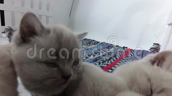 小猫睡在一条彩色的剥光地毯上视频的预览图