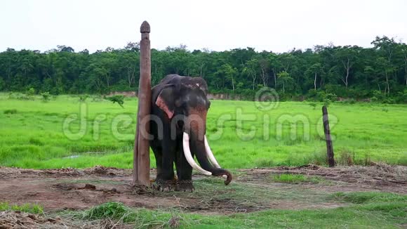 尼泊尔奇旺国家公园的大象视频的预览图
