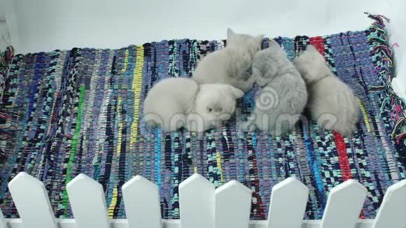 小猫睡在一条彩色的剥光地毯上视频的预览图