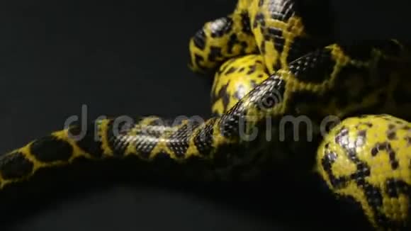 黄色的蟒蛇结视频的预览图