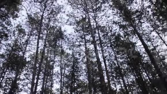夏季松林及树木轮作视频的预览图
