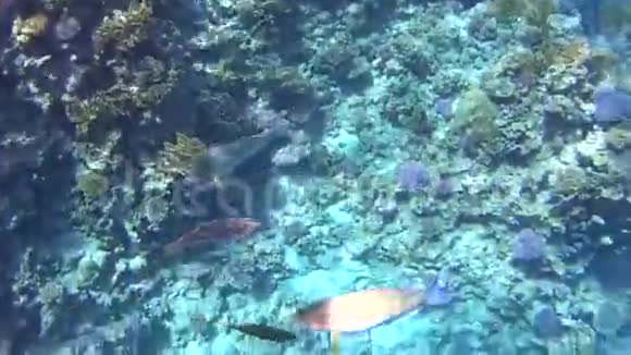在红海潜水令人印象深刻的珊瑚礁类型视频的预览图