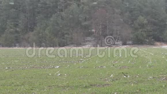 冬天的田野白雪覆盖了地面视频的预览图
