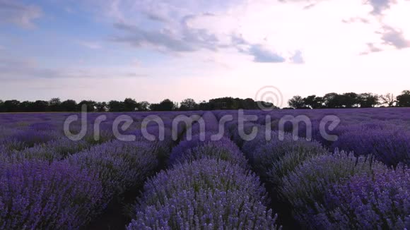 薰衣草花田和无尽的盛开之行夏日夕阳景观普罗旺斯法国视频的预览图
