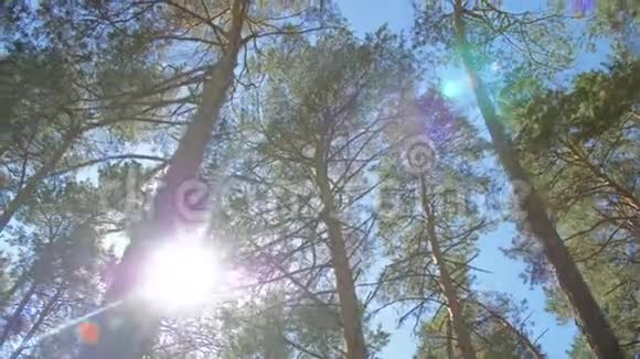 有明亮的午后阳光和光线的树冠大自然美丽原始森林有长长的树干苔藓绿草视频的预览图