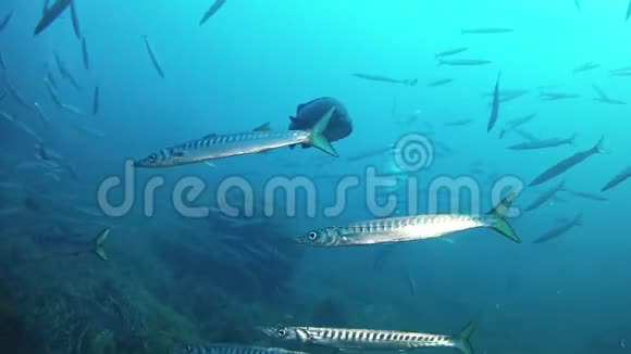 浑水中的大石斑鱼和斑鱼视频的预览图