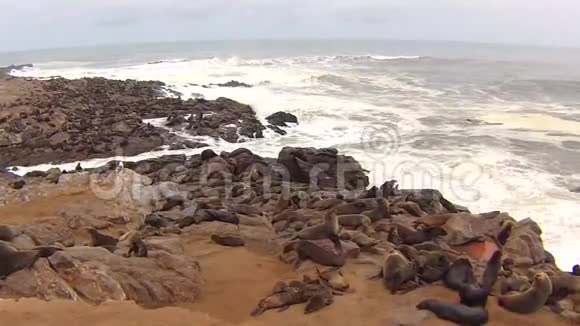 纳米比亚骷髅海岸大西洋海滩上的海角海豹毛头虫菌落视频的预览图