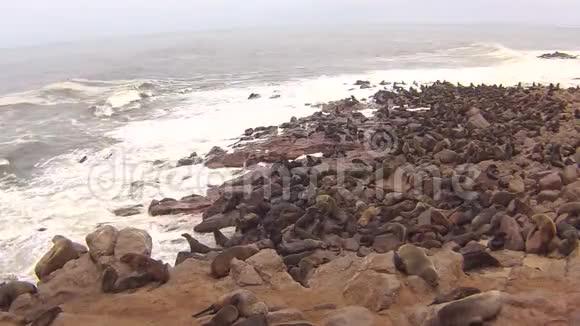 纳米比亚骷髅海岸大西洋海滩上的海角海豹毛头虫菌落视频的预览图