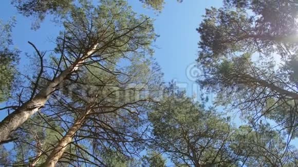 有明亮的午后阳光和光线的树冠大自然美丽原始森林有长长的树干苔藓绿草视频的预览图