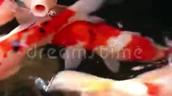 美丽的锦鲤鱼在水中游动视频的预览图