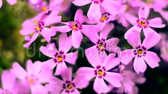 小花盛开的粉红色视频的预览图