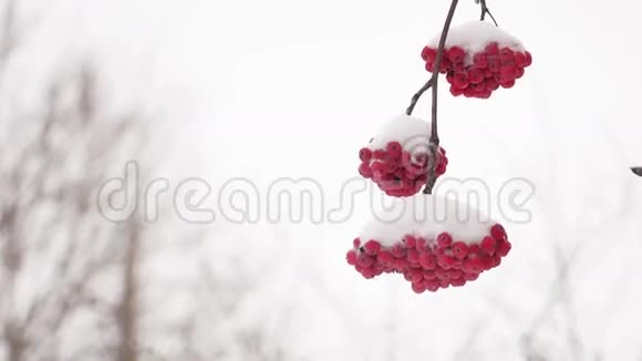 第一场雪覆盖了罗湾的红束冬枝视频的预览图