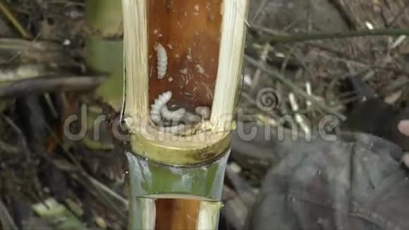 人们找到竹虫吃视频的预览图
