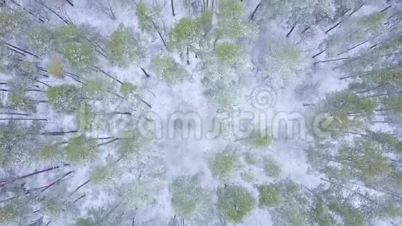 从高处到覆盖着雪的冬季森林的景色视频的预览图