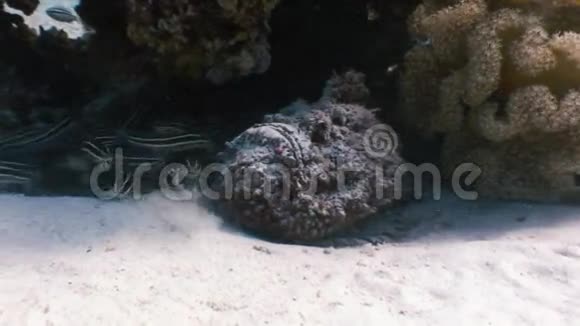 蝎子石辉绿藻视频的预览图