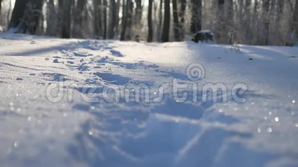 白雪皑皑的冬日森林自然美景视频的预览图