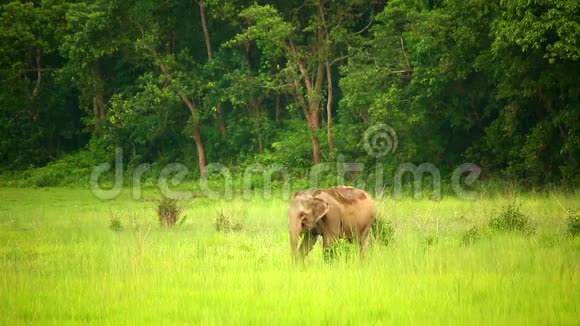 尼泊尔奇旺国家公园的大象视频的预览图