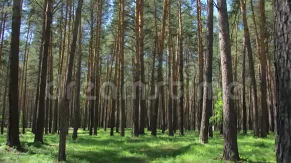 大自然美丽原始森林有长长的树干苔藓绿草视频的预览图