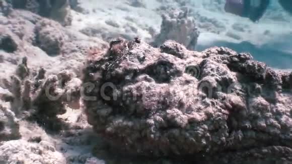 蝎子石辉绿藻视频的预览图