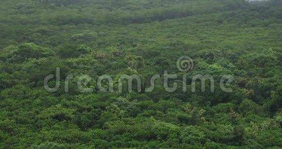 大岛阿姆米红树林雨天视频的预览图