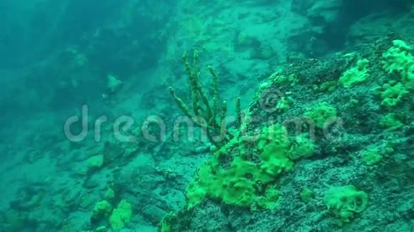 贝加尔湖海绵视频的预览图