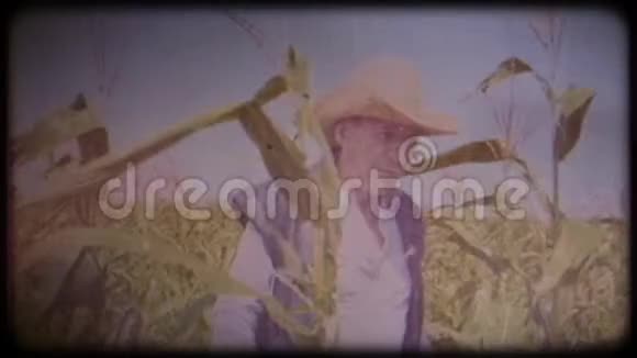 玉米地里的农民一位戴着草帽和背心的老人走过一片玉米地检查收成视频的预览图