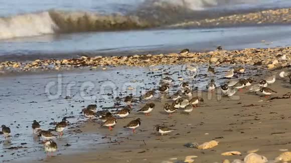 布列塔尼海岸上的山鸟视频的预览图