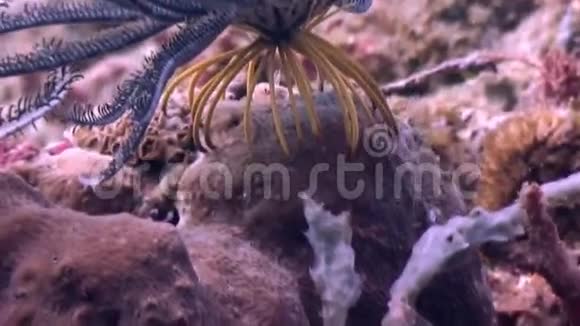 菲律宾野生动物海洋中的海底百合视频的预览图