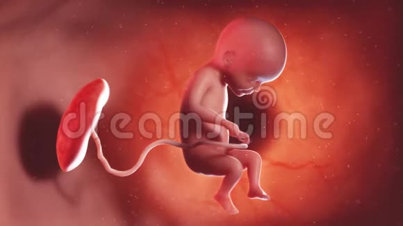 人类胎儿第22周视频的预览图