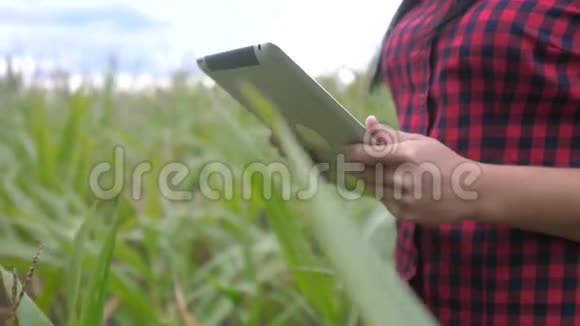 智慧生态农业养殖理念农民女孩植物研究人员在检查玉米时使用并触摸平板电脑视频的预览图