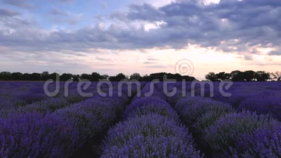 薰衣草花田和无尽的盛开之行夏日夕阳景观普罗旺斯法国视频的预览图