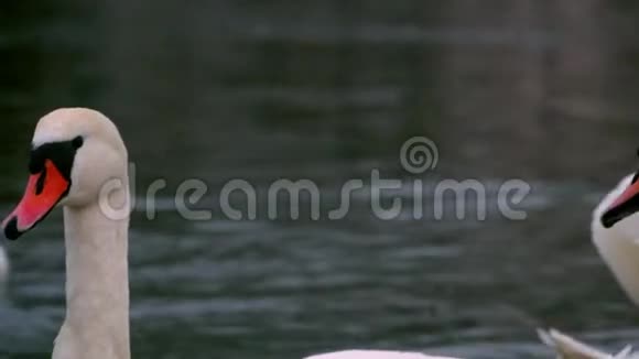 天鹅在4K河上游泳视频的预览图