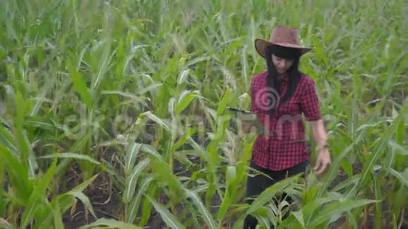 智慧生态农业养殖理念农民女孩植物研究员在检查玉米时使用和触摸平板电脑视频的预览图